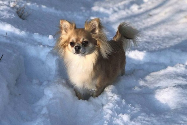 hund i snö