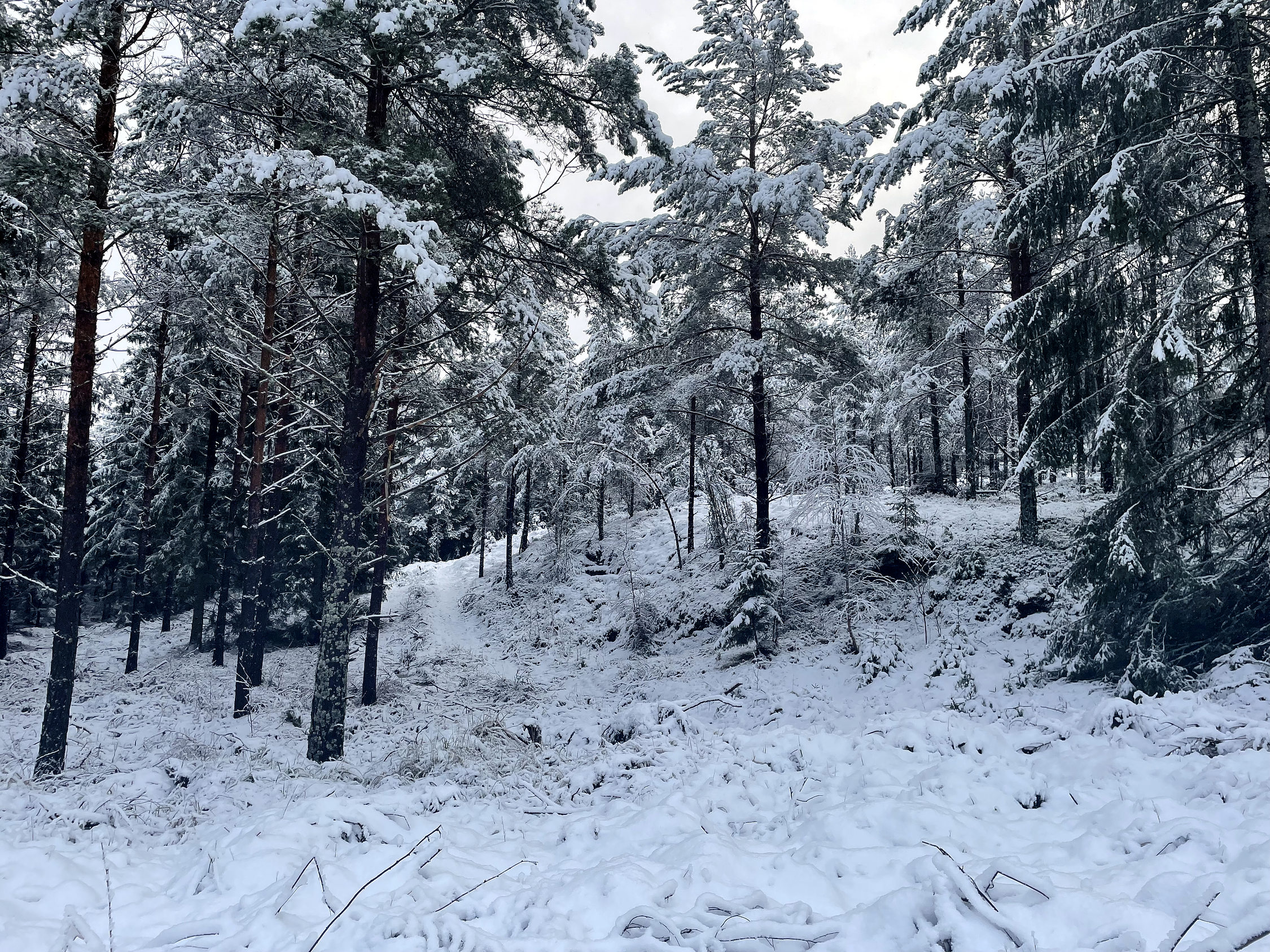 bergigt och snötäckt skogsområde med barrträd