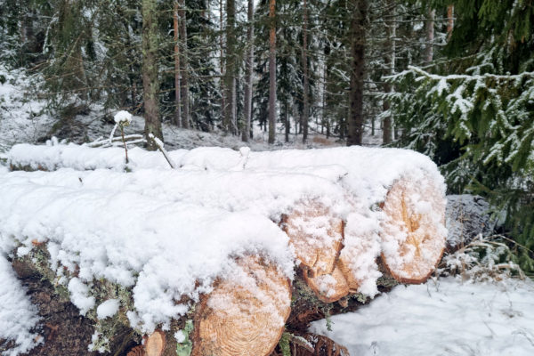 Några snöbeklädda stockar vid ett skogsbryn