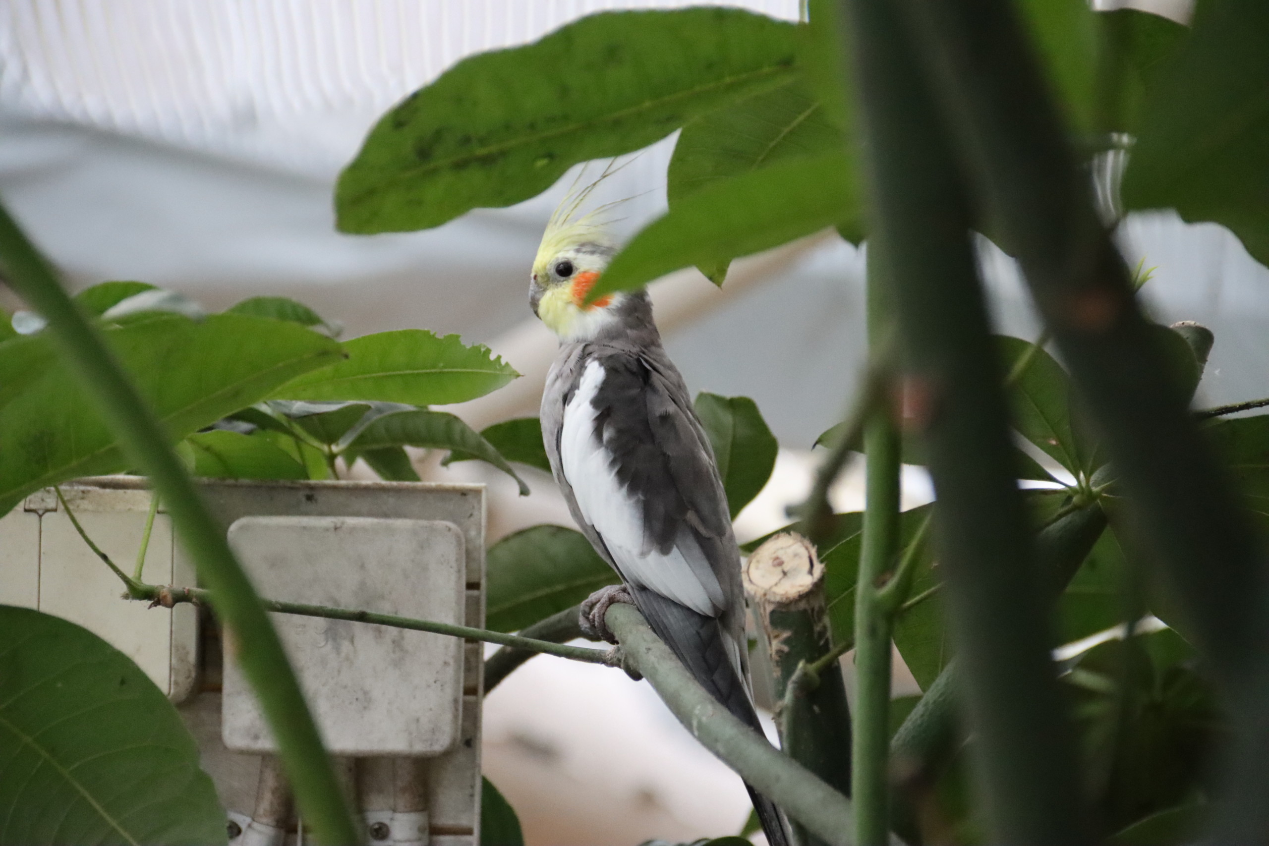 En papegoja i en trädgård.