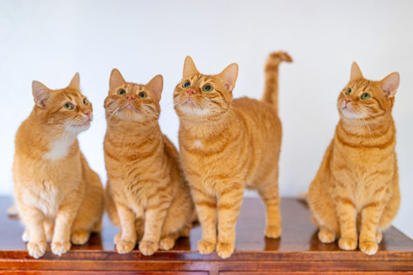 Fyra orangea katter på ett bord