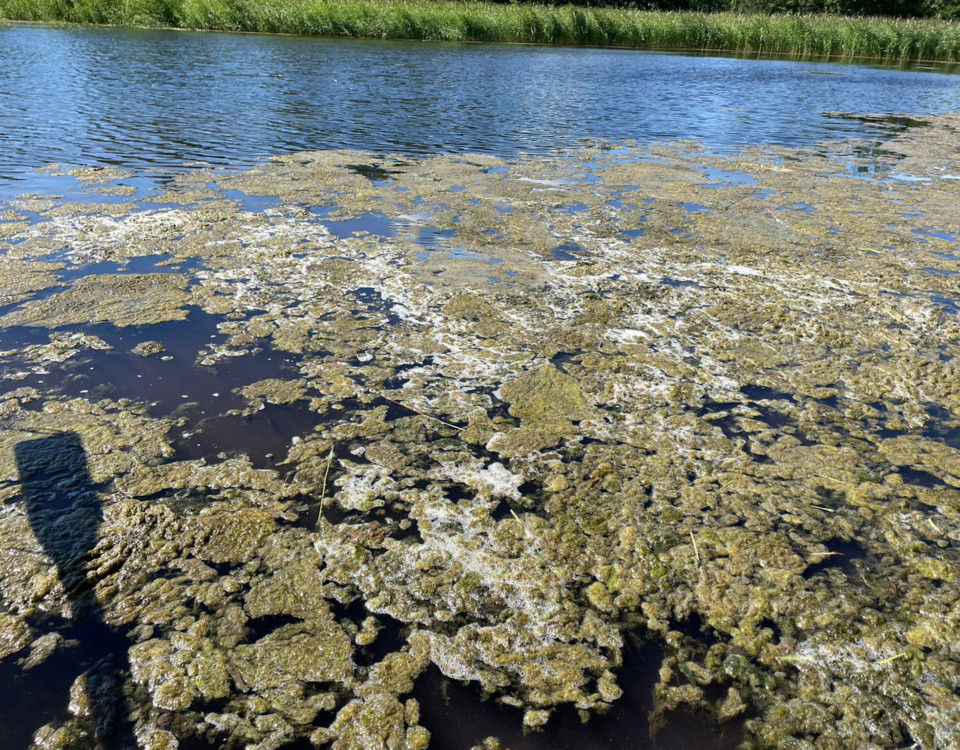 Utspridd algblomning på vattenyta