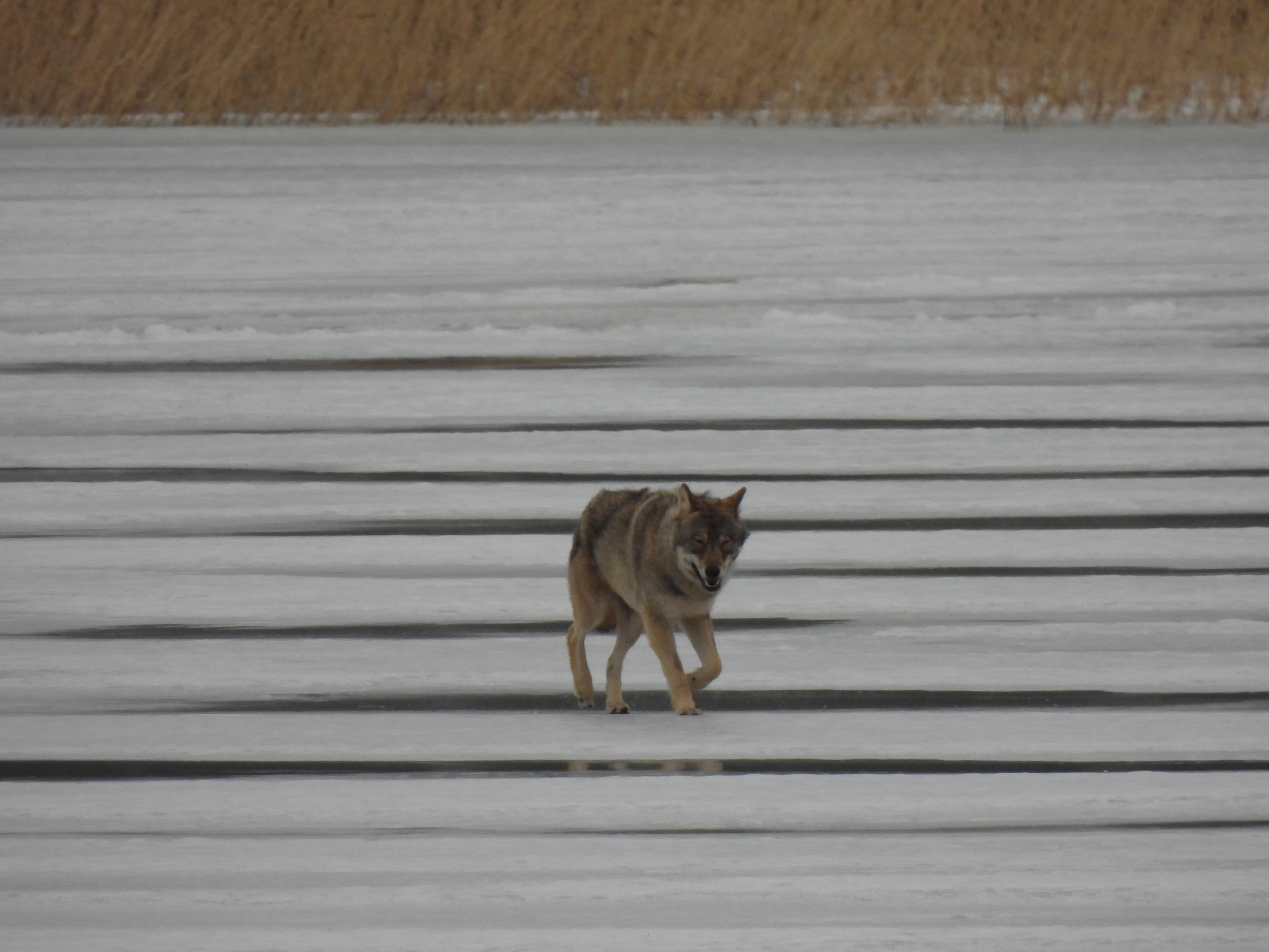 En varg går över isen.
