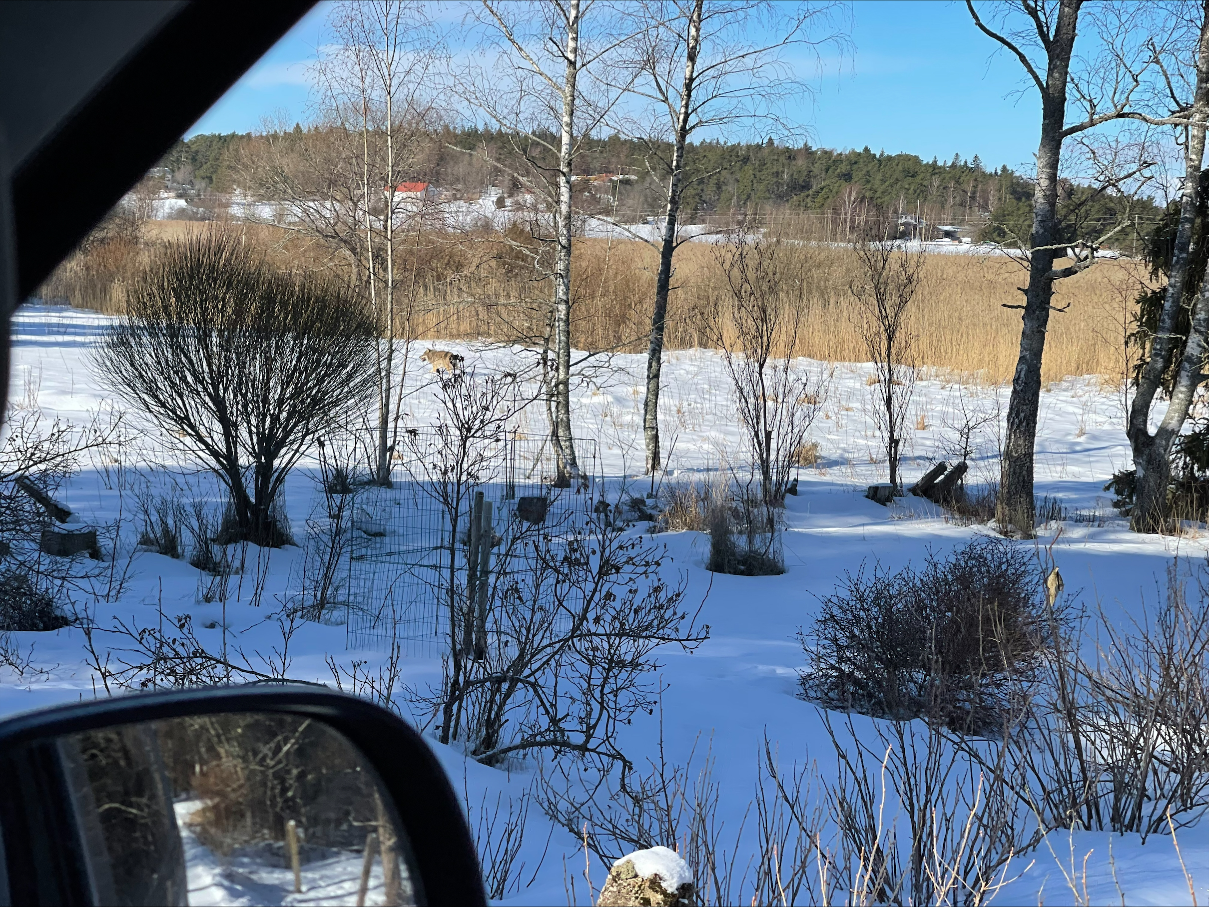 En varg i ett snöigt landskap.