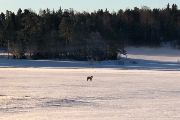 Varg ute på snötäckt åker