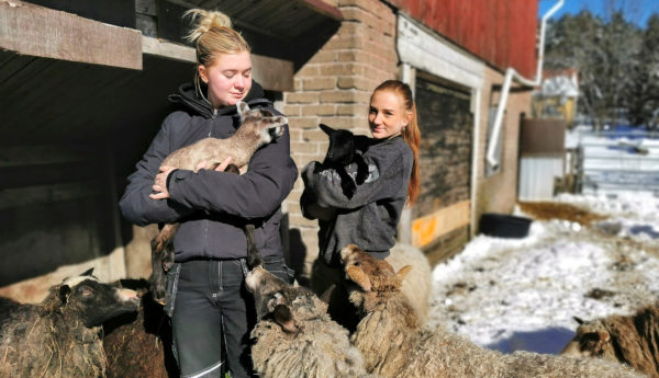 två kvinnor med lammi famnen på en gård.