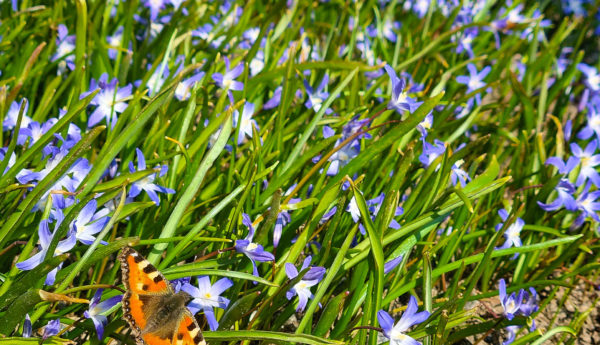 Blå blommor bland gröna grässtrån, i förgrunden en nässelfjäril