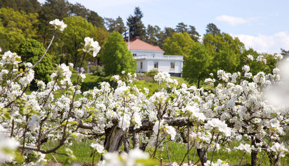blommande äppelträdgård med ståtligt hus i bakgrunden