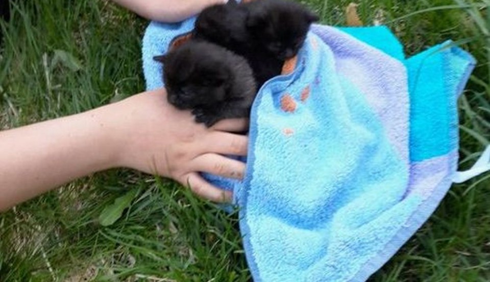 Två svarta kattungar i en handduk.