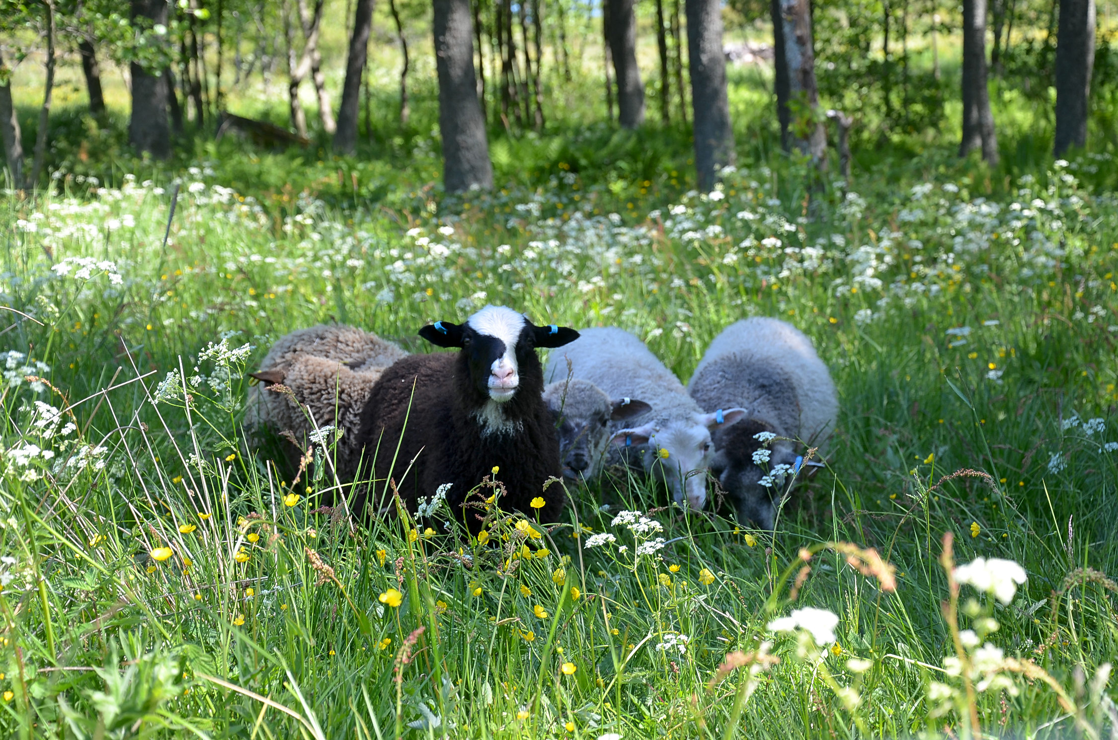 Fem får som betar, ett av fåren ser mot kameran.