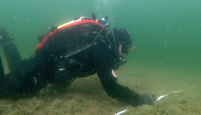 dykare undersöker havsbottnen