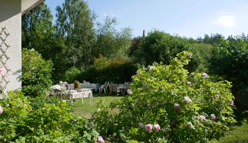 Trädgård med rosenbuske och kaffebord.