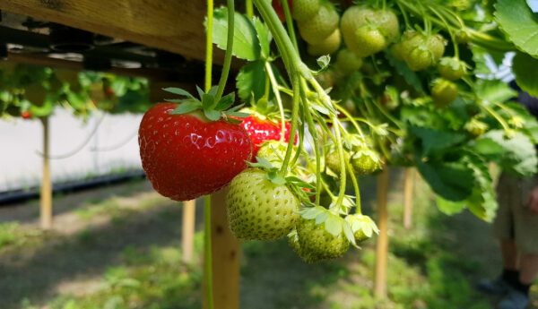 Bild på jordgubbar, en är röd och mogen medan resten är fortfarande gröna.