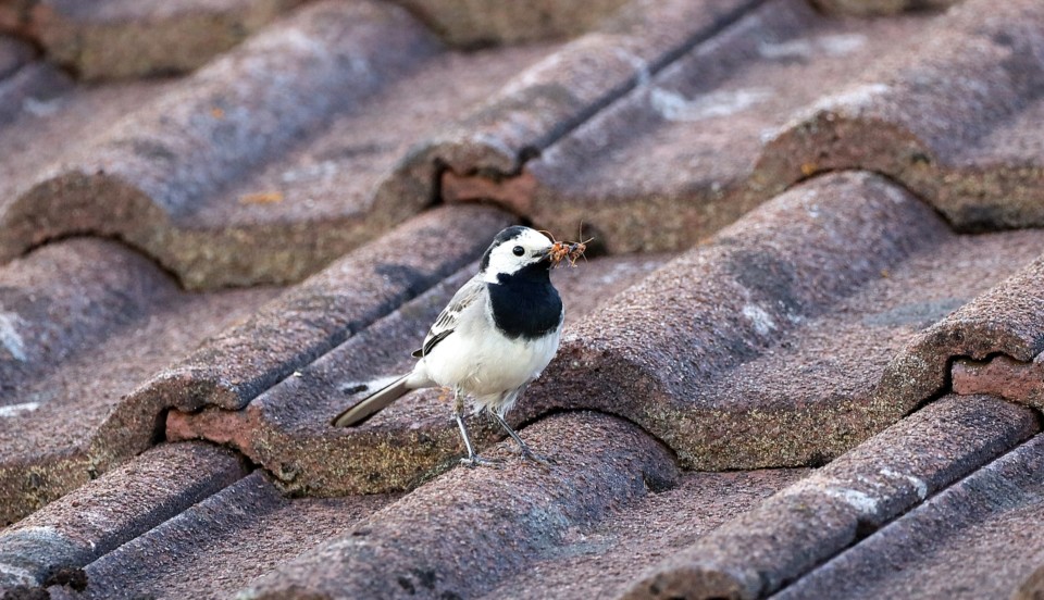 Sädesärla på ett tak med tegelpannor. Fågeln håller något som ser ut som bovirke i näbben.