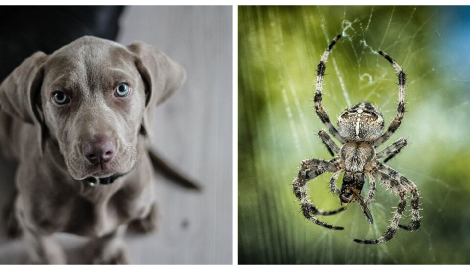 spindel och hund