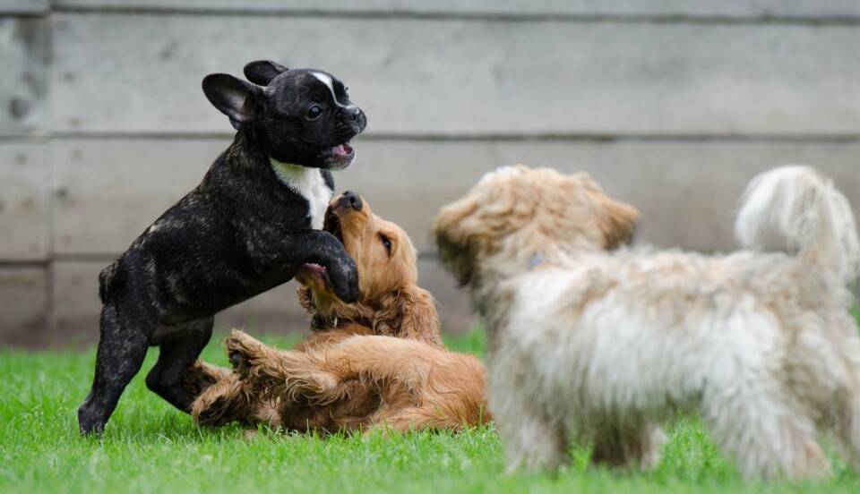 Tre hundvalpar av olika raser leker på gräsmatta