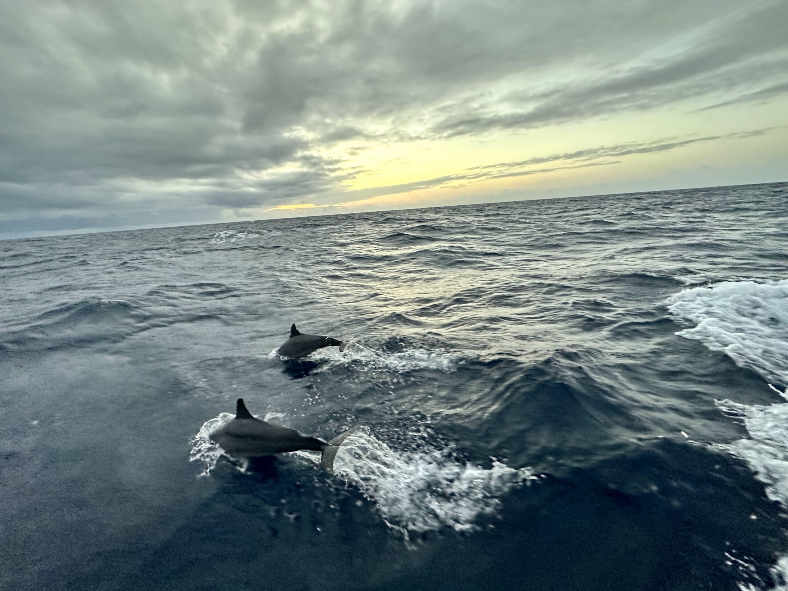delfinryggar hoppar i hav med kvällshimmel bakom