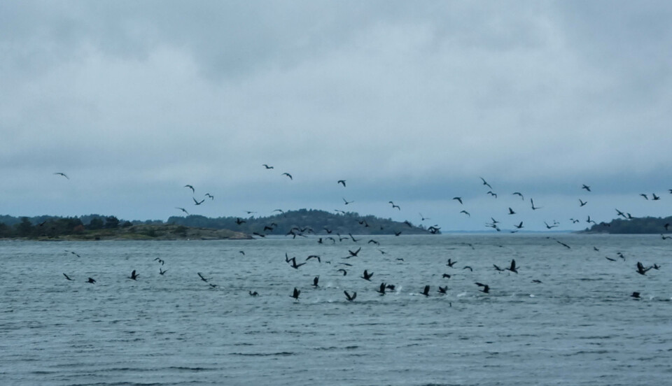 Många svarta fåglar som flyger ovanför vatten.