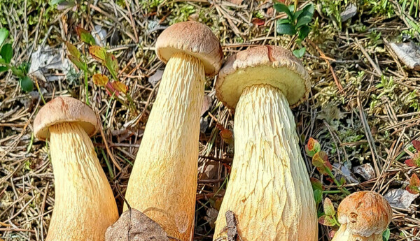 Fyra gulbruna svampar av arten ribbsopp