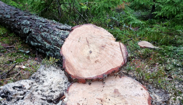 ett fällt träd som man tagit en provskiva från