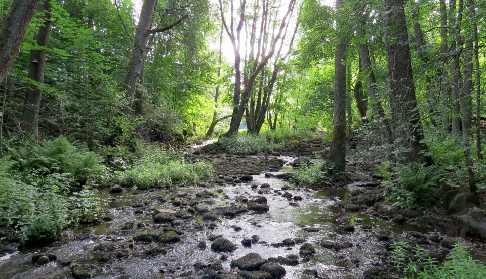 En å i lummig miljö