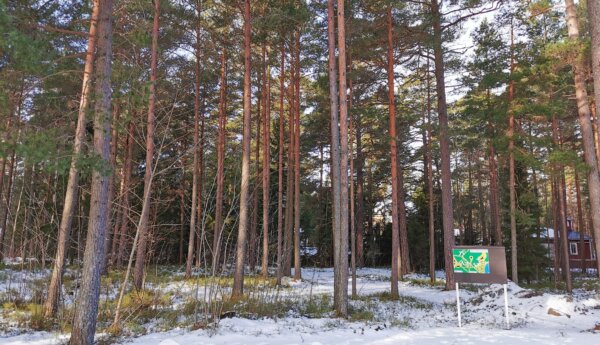 Tallskog bredvid ungdomslokal på vintern.