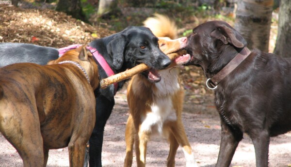 Fyra medelstora hundar samsas om en stor käpp