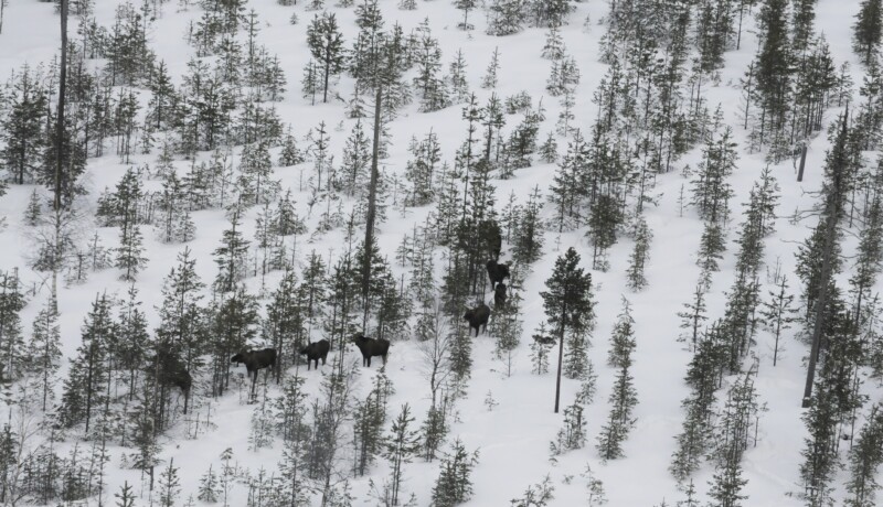 Ägar i snön fotograferade uppifrån.