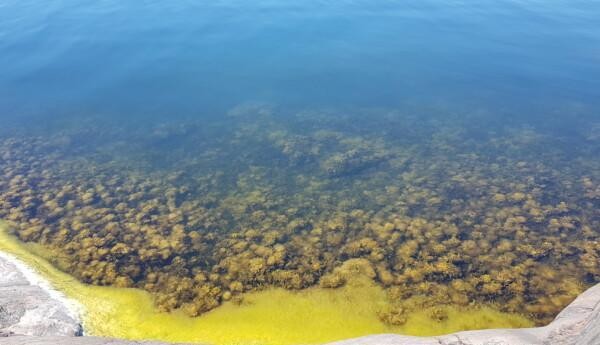 gula alger i ett blått hav