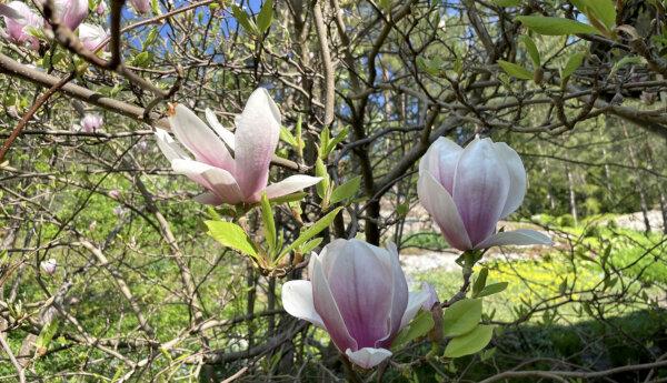 Tre rosa magnoliablommor i närbild.