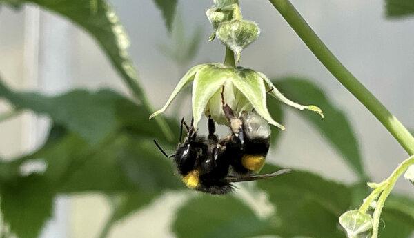 närbild av humla på en hallonblomma.