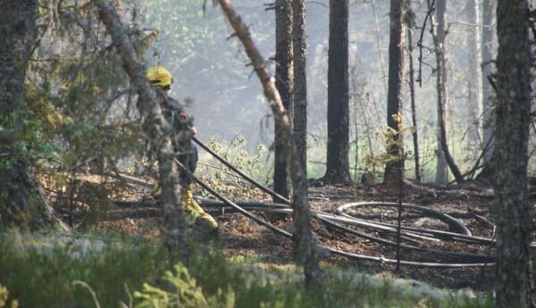 Brandman med gul hjälm på huvudet drar en lång vattenslang i skogsterräng.