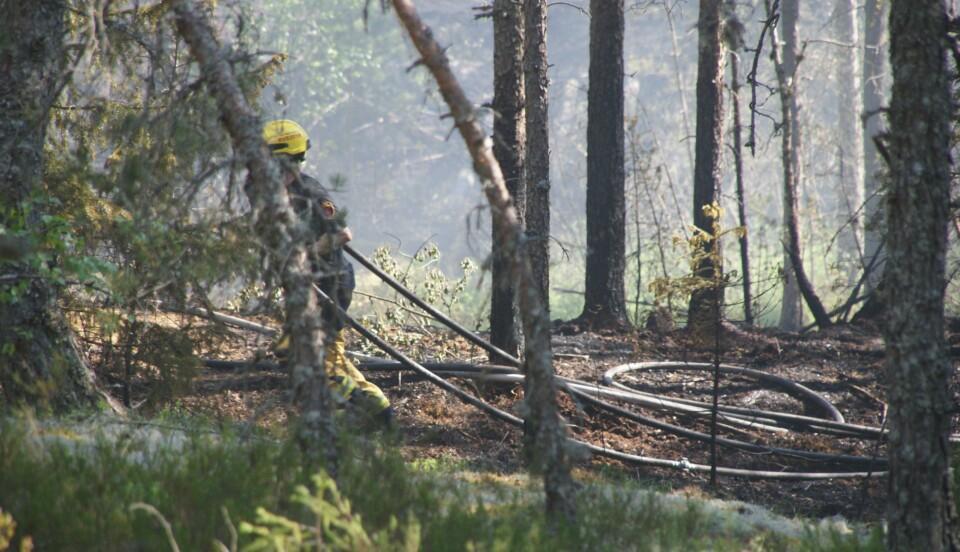 Brandman med gul hjälm på huvudet drar en lång vattenslang i skogsterräng.
