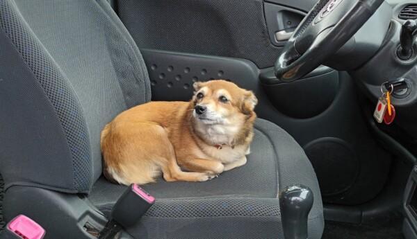 Liten hund med ljusbrun päls ligger ihopkrupen på förarsätet i en personbil