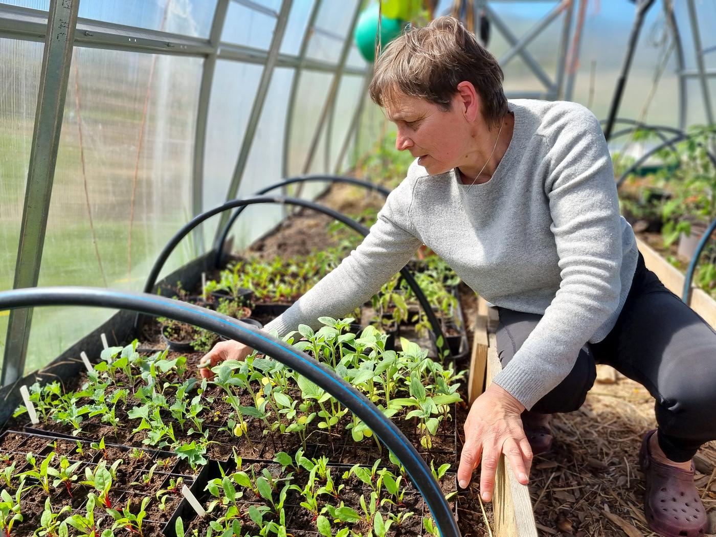 Kvinna som sköter små plantor i ett växthus på våren.