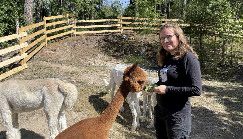 Kvinna i en hage med alpackor.