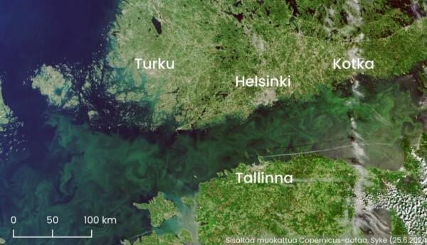 satelittbild av cyanobakterier som bildar gröna strimmor i vattnet