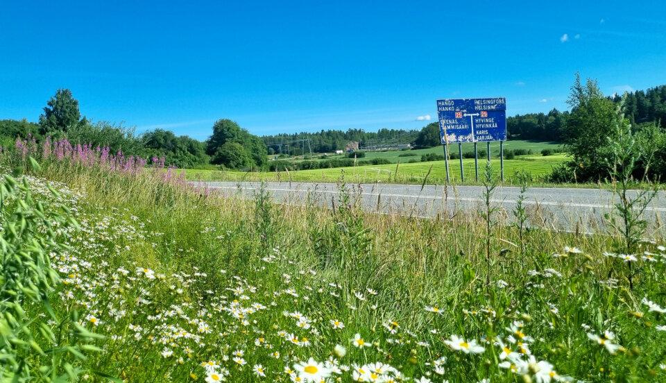 Somamrblommor och åkerlandskap.