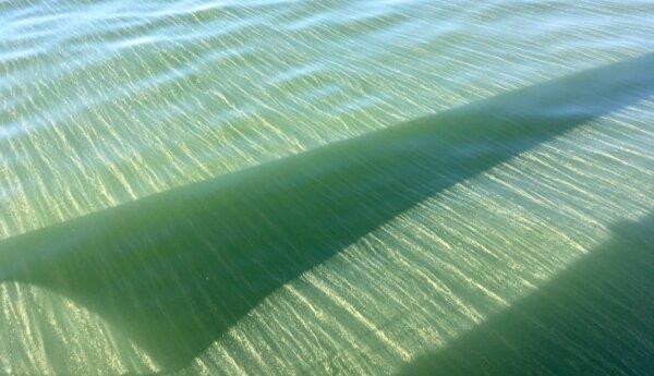 Blågröna alger