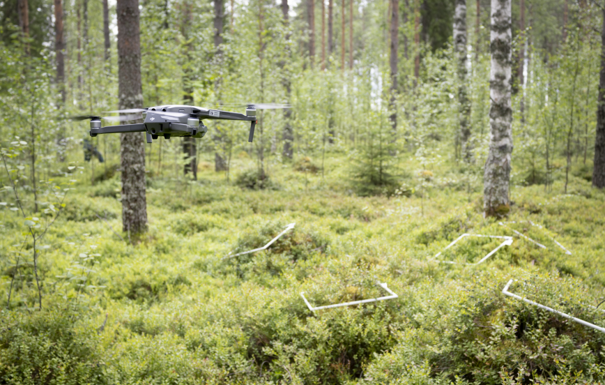 Drönare i somrig skog