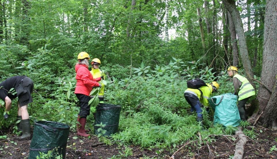 Perosner som under ett talko i FLyet, Ekenäs, bekämpar jättebalsamin och blekbalsamin.