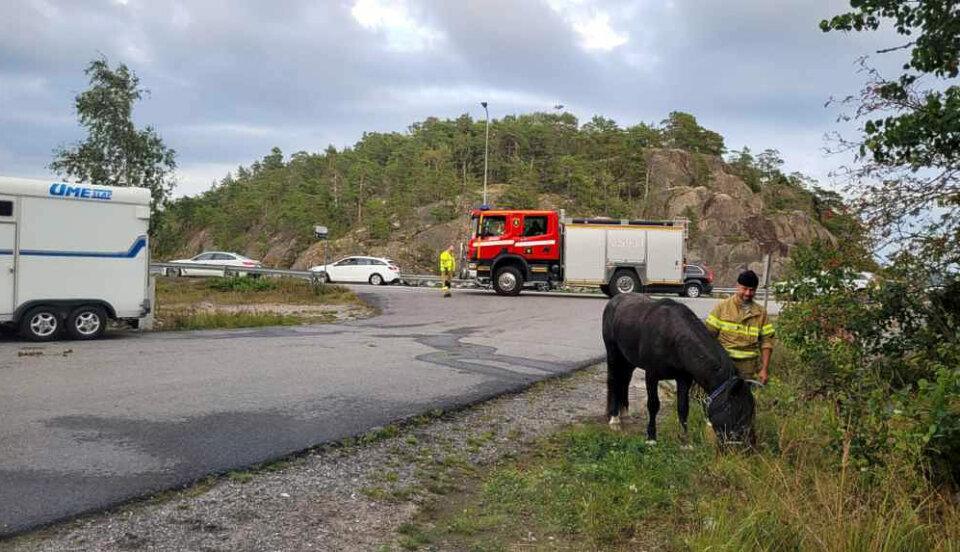 en häst betar i gräset och en brandbil syns i bakgrunden