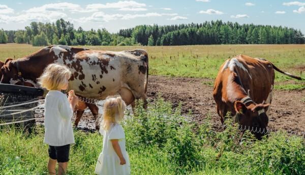 Två barn står vid en hage med två kor i. I bakgrudnen ser man en blå himmel med få moln och gröna träd.