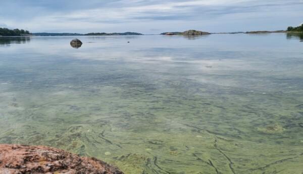 Cyanobakterier vid en strand