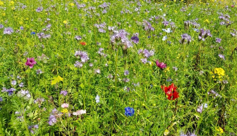 Blommor på äng.